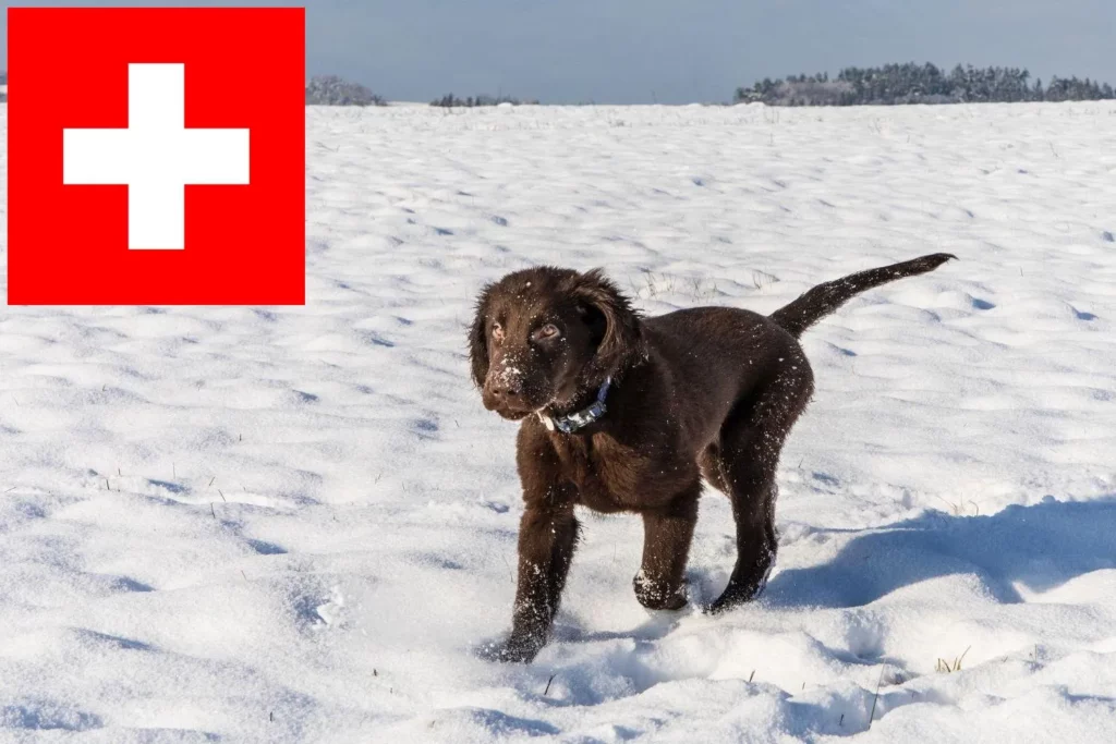 Flat Coated Retriever Züchter mit Welpen Schweiz