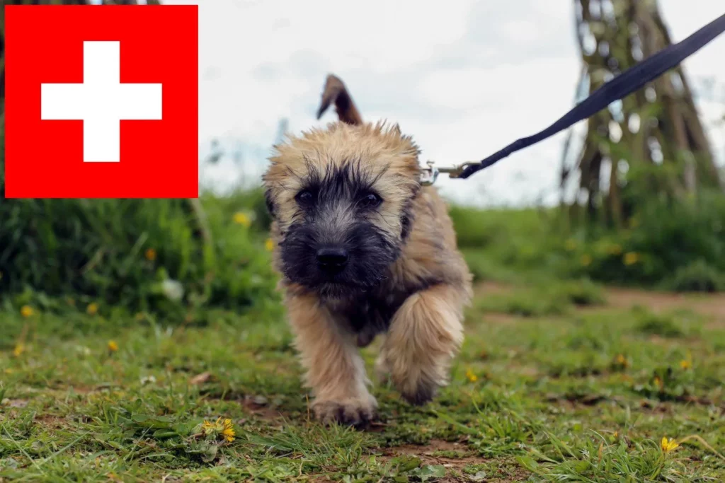 Irish Soft Coated Wheaten Terrier Züchter mit Welpen Schweiz