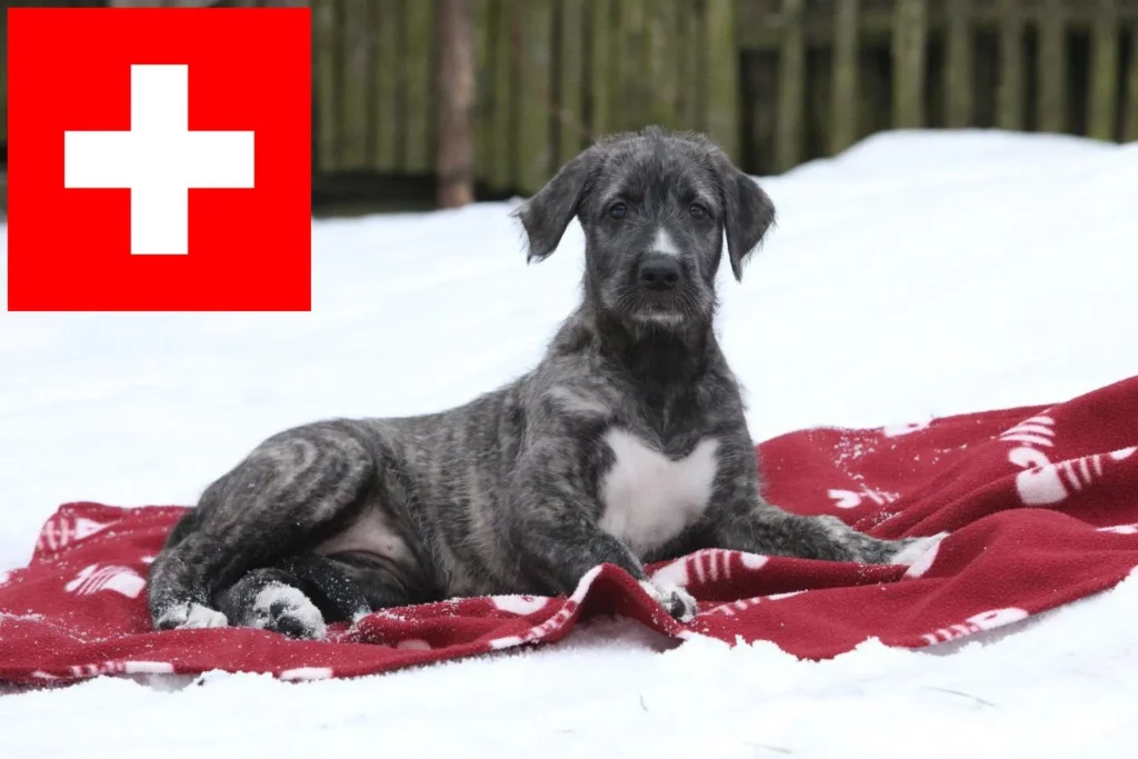 Irish Wolfhound Züchter mit Welpen Schweiz