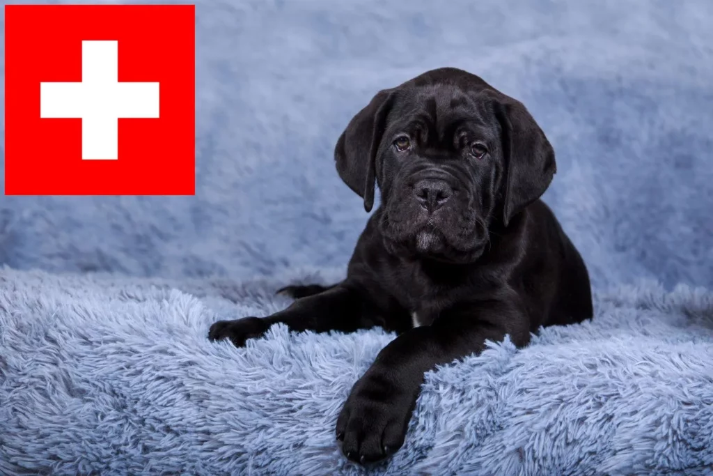 Cane Corso Italiano Züchter mit Welpen Schweiz