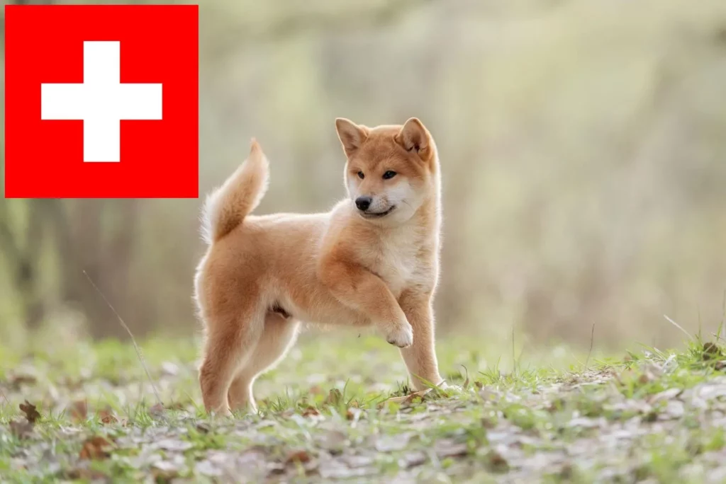 Shiba Züchter mit Welpen Schweiz