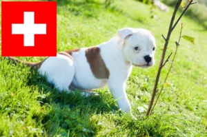 Mehr über den Artikel erfahren American Bulldog Züchter und Welpen in der Schweiz