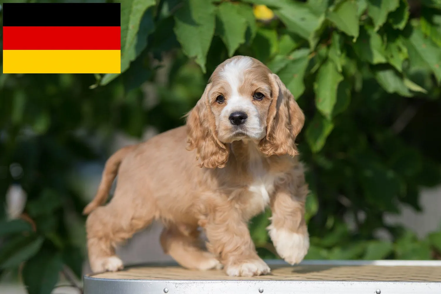 American Cocker Spaniel Züchter und Welpen in Deutschland - DogWeb -  Hundeportal