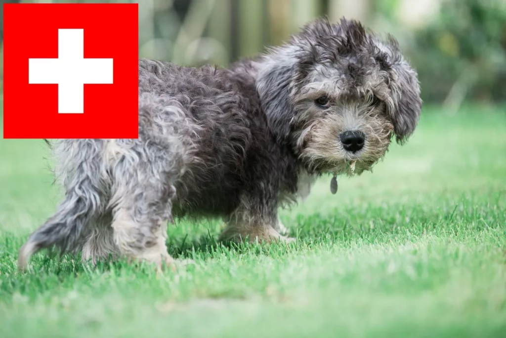 Dandie Dinmont Terrier Züchter mit Welpen Schweiz