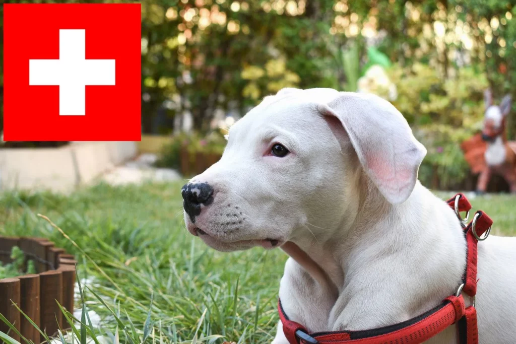 Dogo Argentino Züchter mit Welpen Schweiz