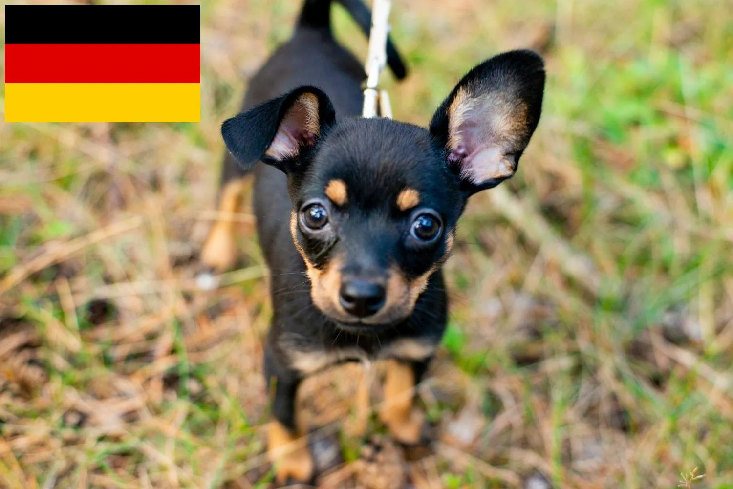 English Toy Terrier Züchter und Welpen in Deutschland - DogWeb - Hundeportal