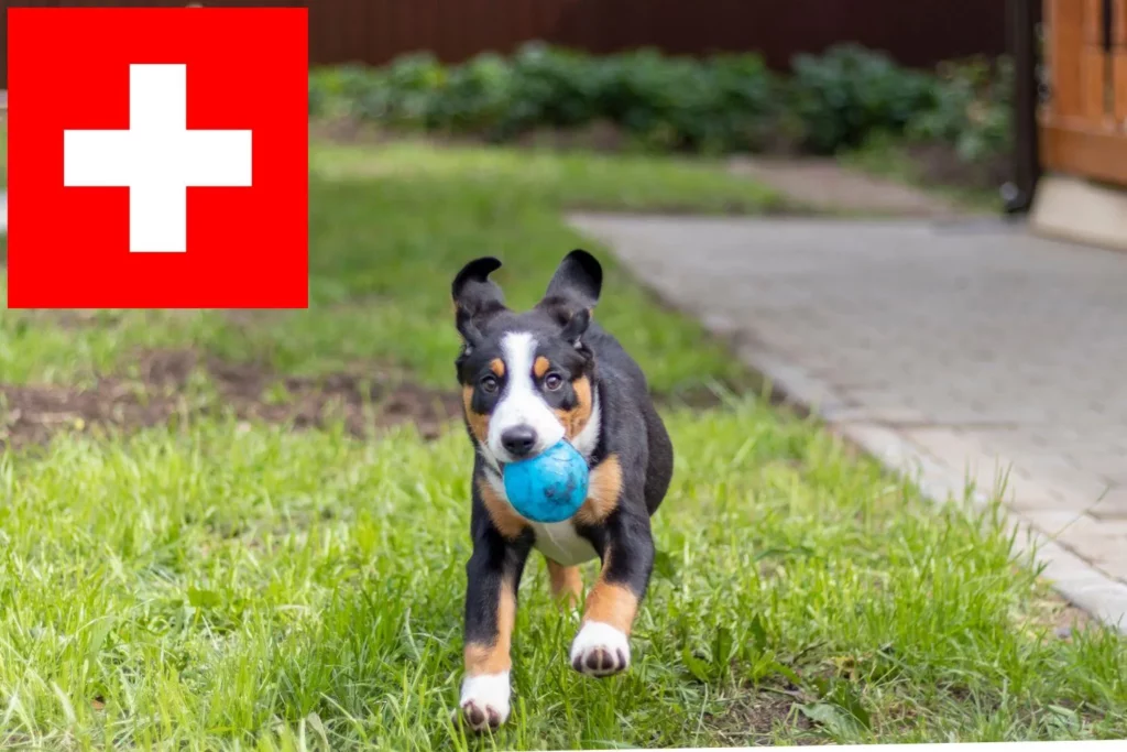 Entlebucher Sennenhund Züchter mit Welpen Schweiz