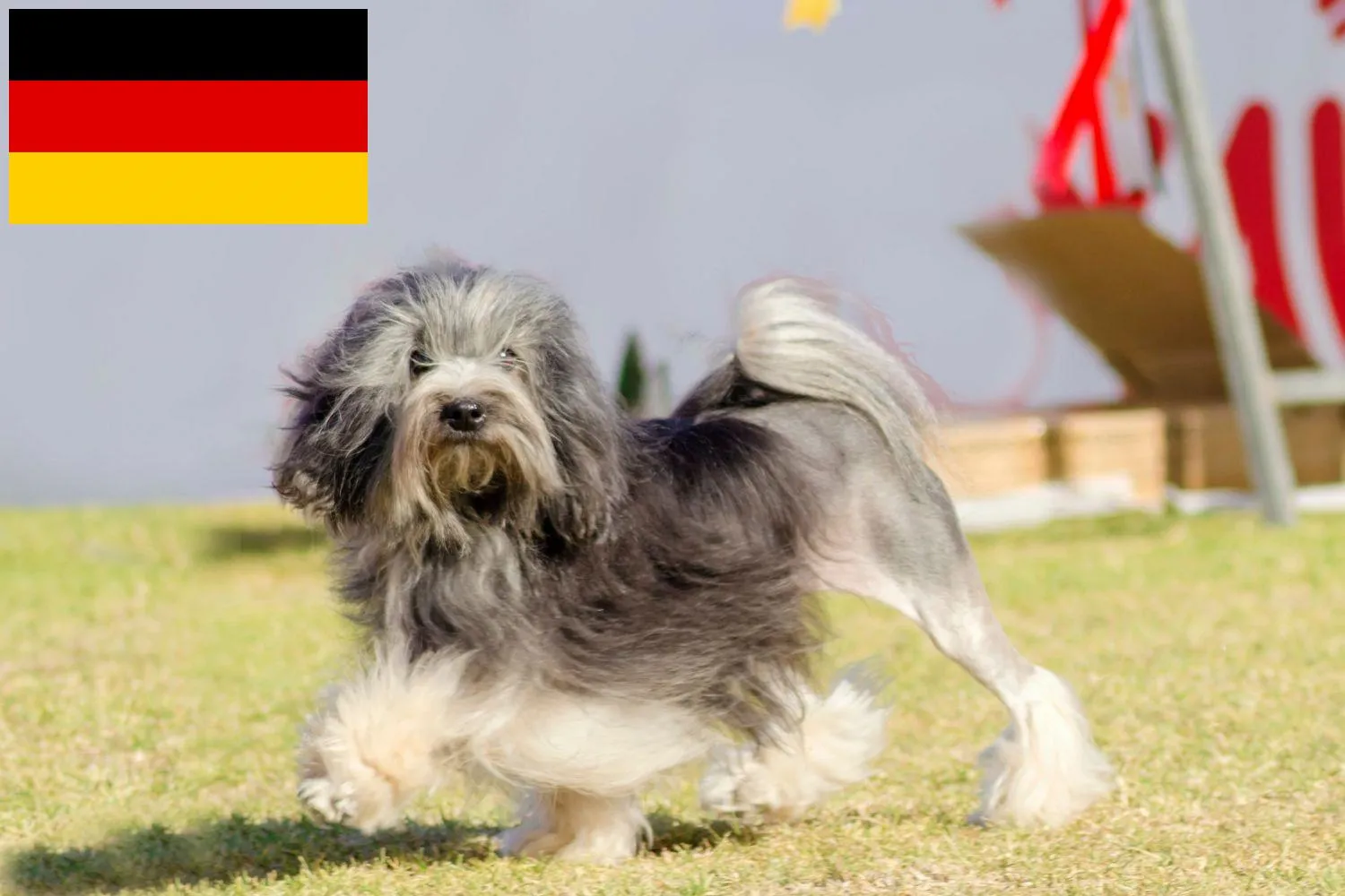 Löwchen Züchter und Welpen in Deutschland - DogWeb - Hundeportal