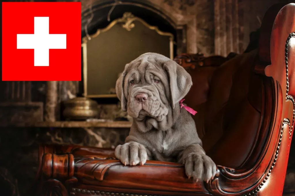 Mastino Napoletano Züchter mit Welpen Schweiz