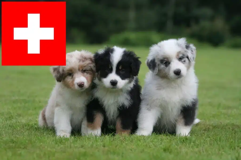 Australian Shepherd Züchter mit Welpen Schweiz