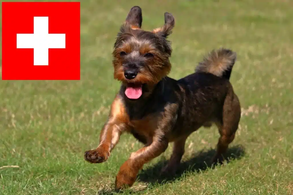 Australian Terrier Züchter mit Welpen Schweiz