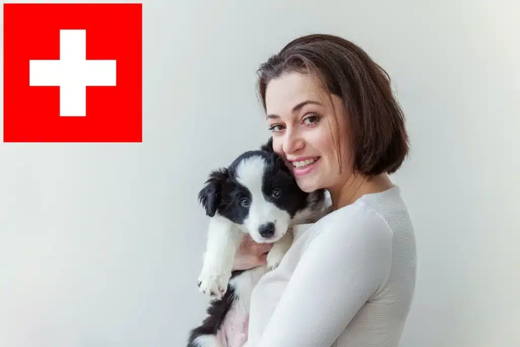 Border Collie Züchter mit Welpen Schweiz