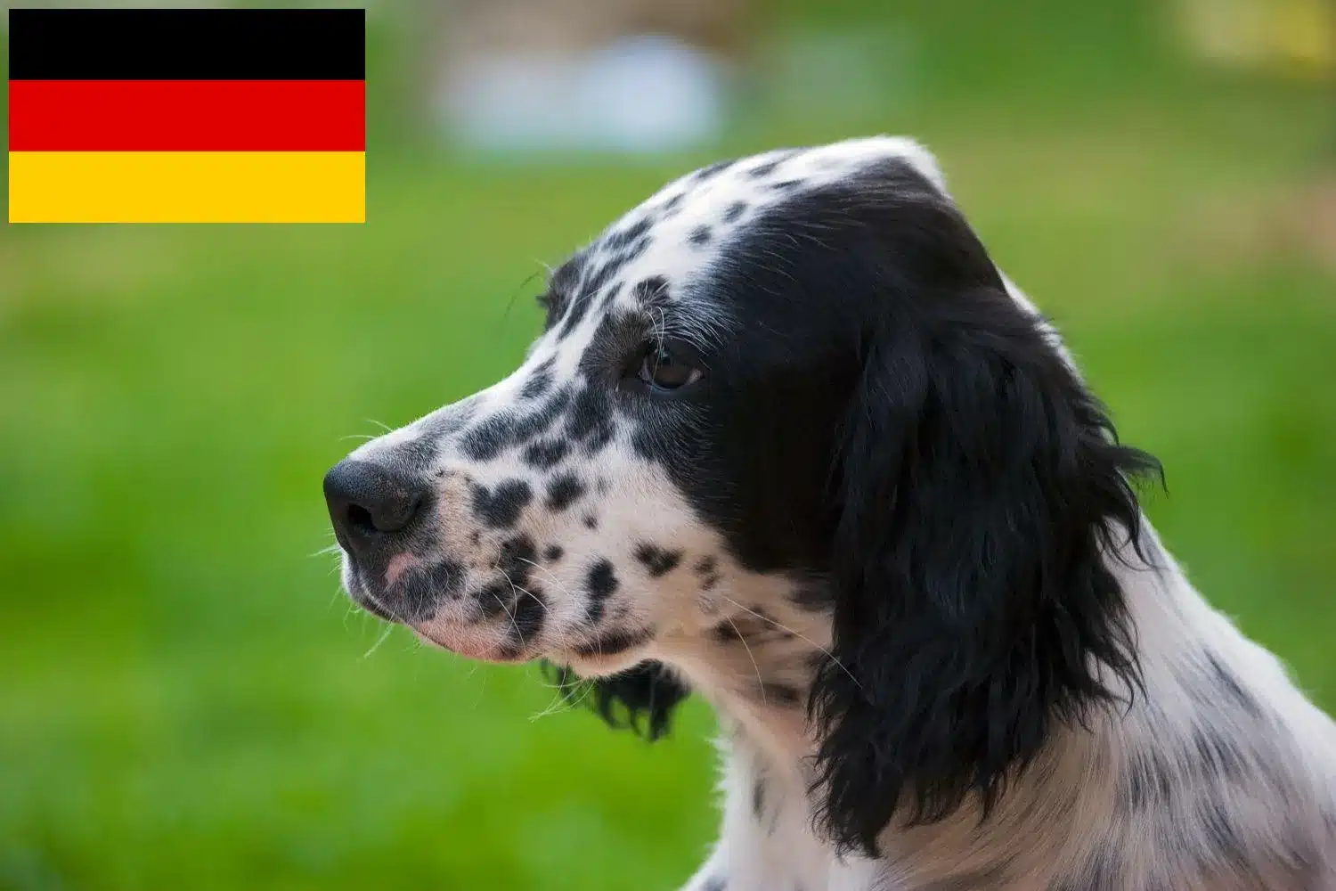 English Setter Züchter und Welpen in Deutschland - DogWeb - Hundeportal