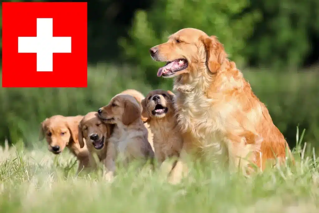 Golden Retriever Züchter mit Welpen Schweiz