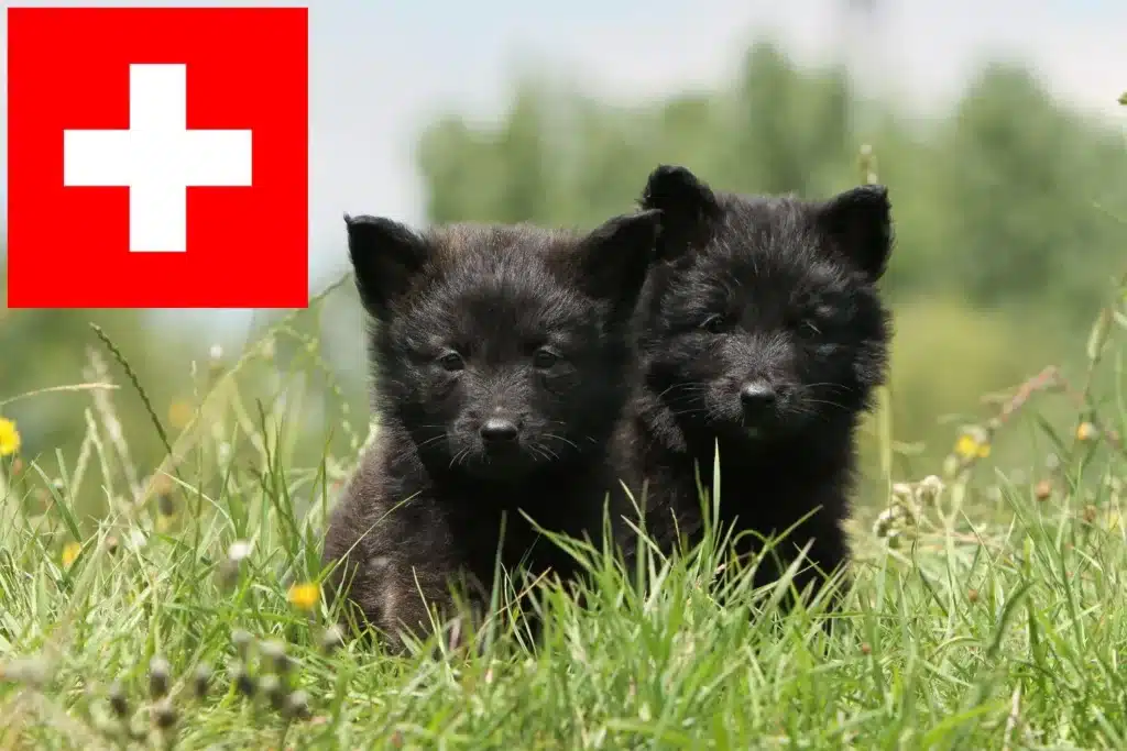 Hollandse Herdershond Züchter mit Welpen Schweiz