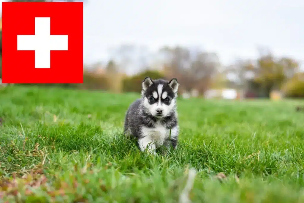 Husky Züchter mit Welpen Schweiz