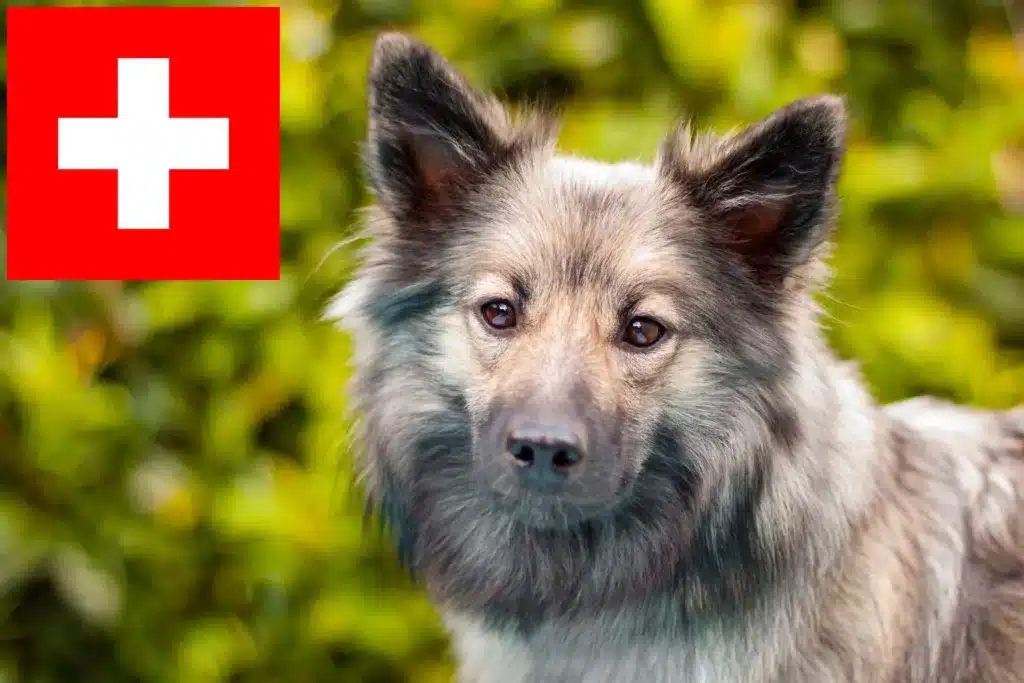 Islandhund Züchter mit Welpen Schweiz