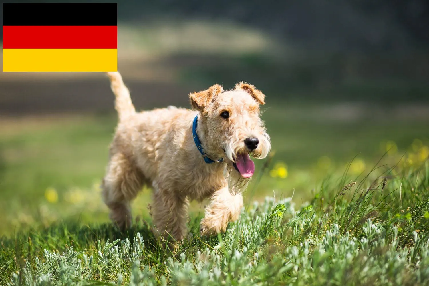 Lakeland Terrier Züchter und Welpen in Deutschland - DogWeb - Hundeportal