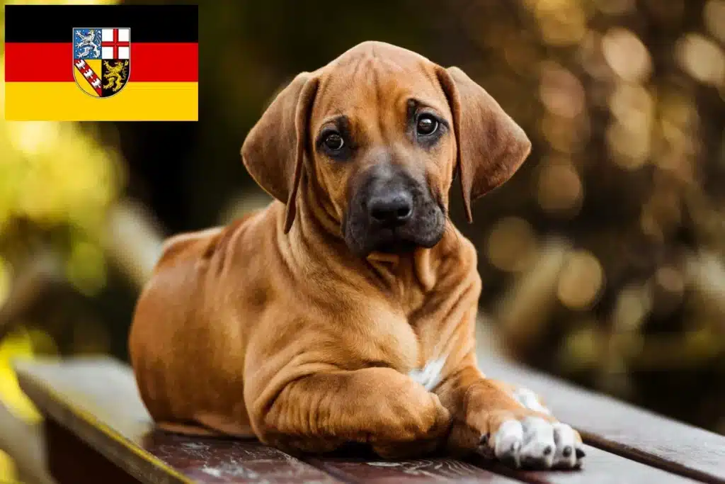 Rhodesian Ridgeback Züchter mit Welpen Saarland