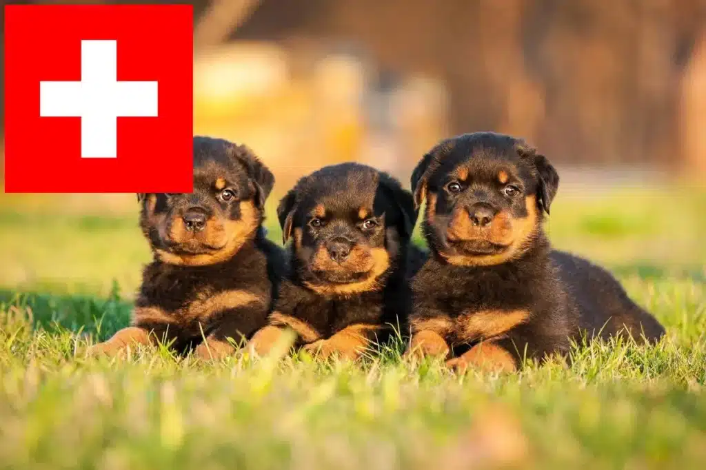 Rottweiler Züchter mit Welpen Schweiz