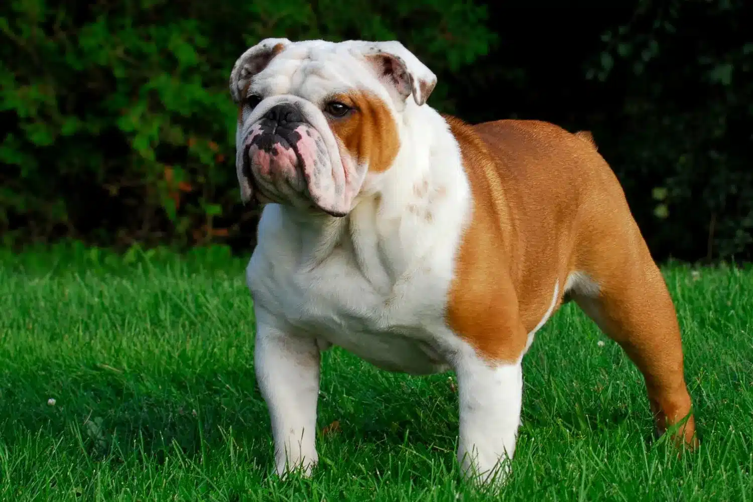 englische-bulldogge-z-chter-dogweb-de