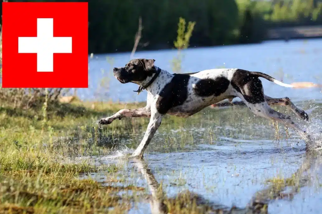 English Pointer Züchter mit Welpen Schweiz