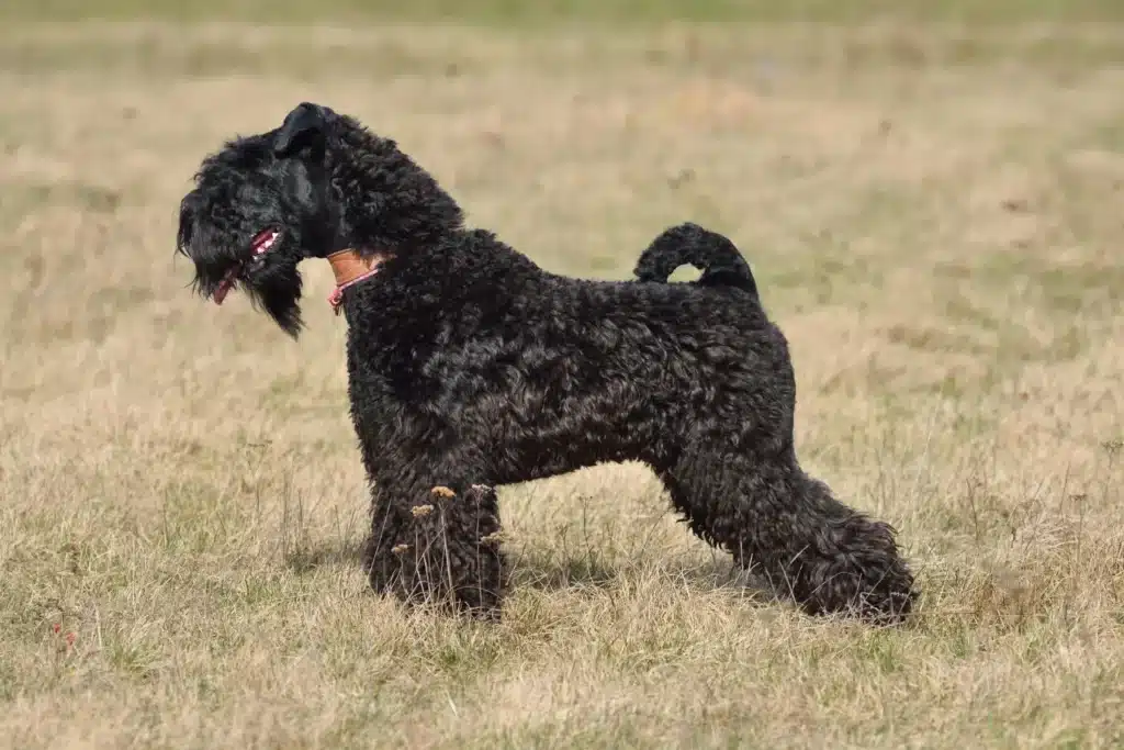 Kerry Blue Terrier Züchter mit Welpen Schweiz