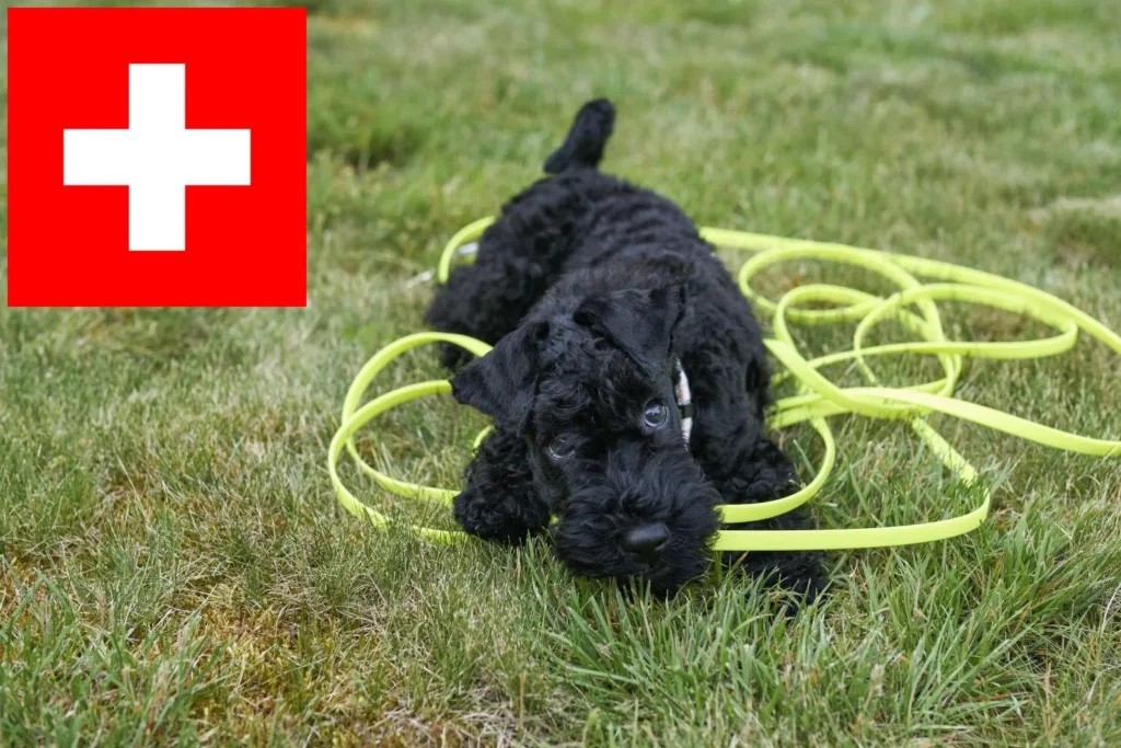Kerry Blue Terrier Züchter mit Welpen Schweiz