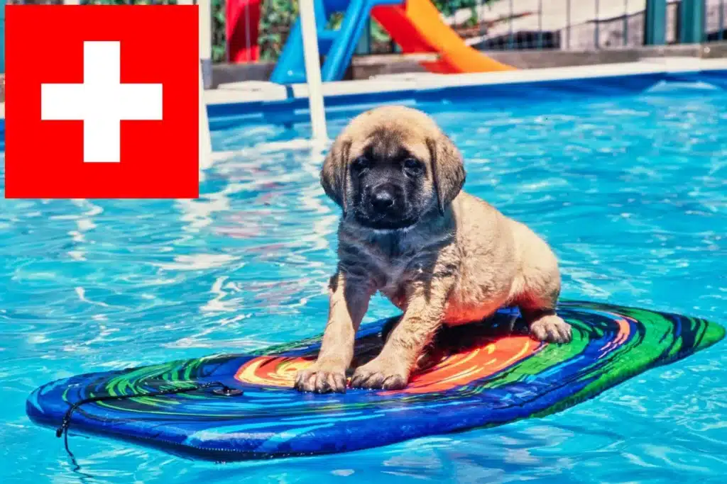 Mastiff Züchter mit Welpen Schweiz