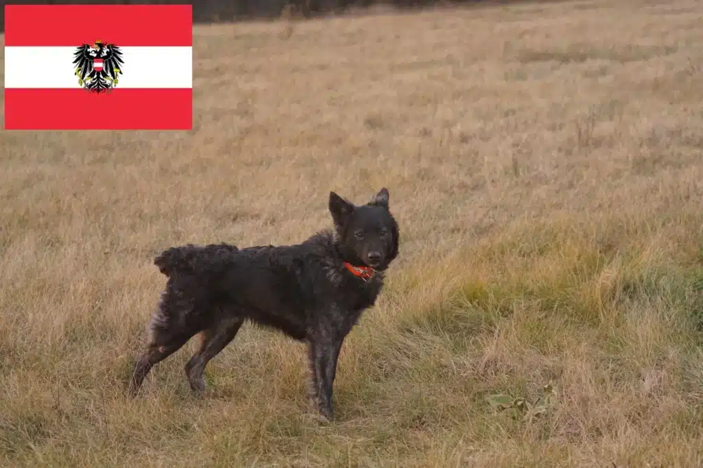 Mudi Züchter mit Welpen Österreich