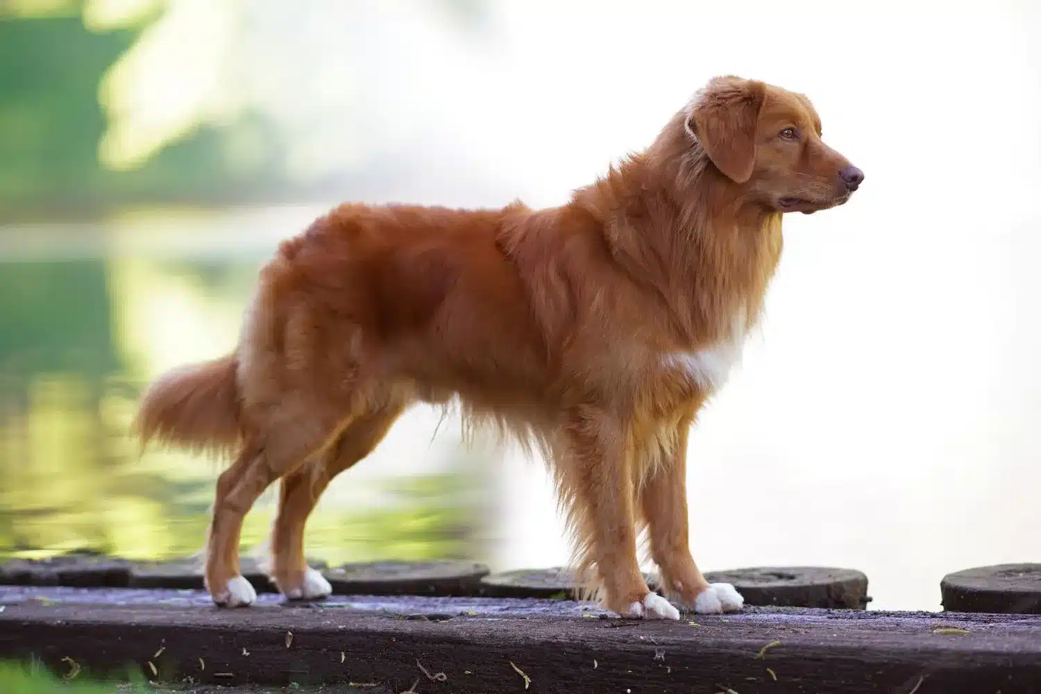 Nova scotia duck sales tolling retriever deutschland