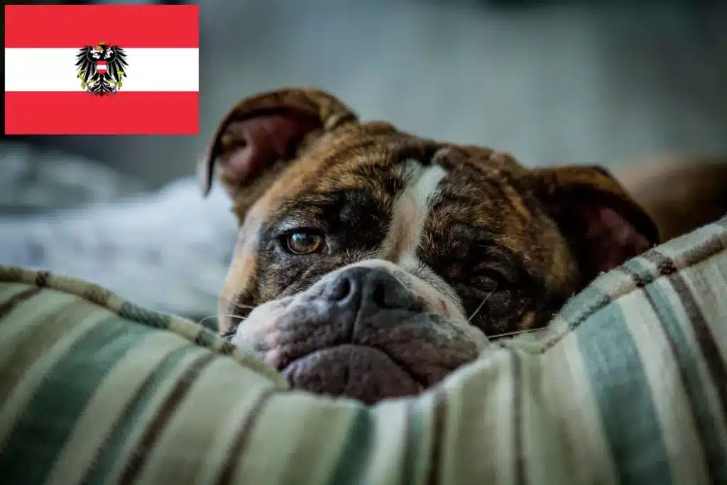 Olde English Bulldogge Züchter mit Welpen Österreich