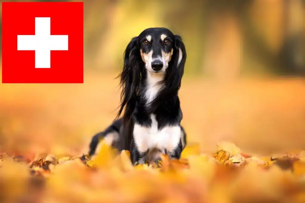 Saluki Züchter mit Welpen Schweiz