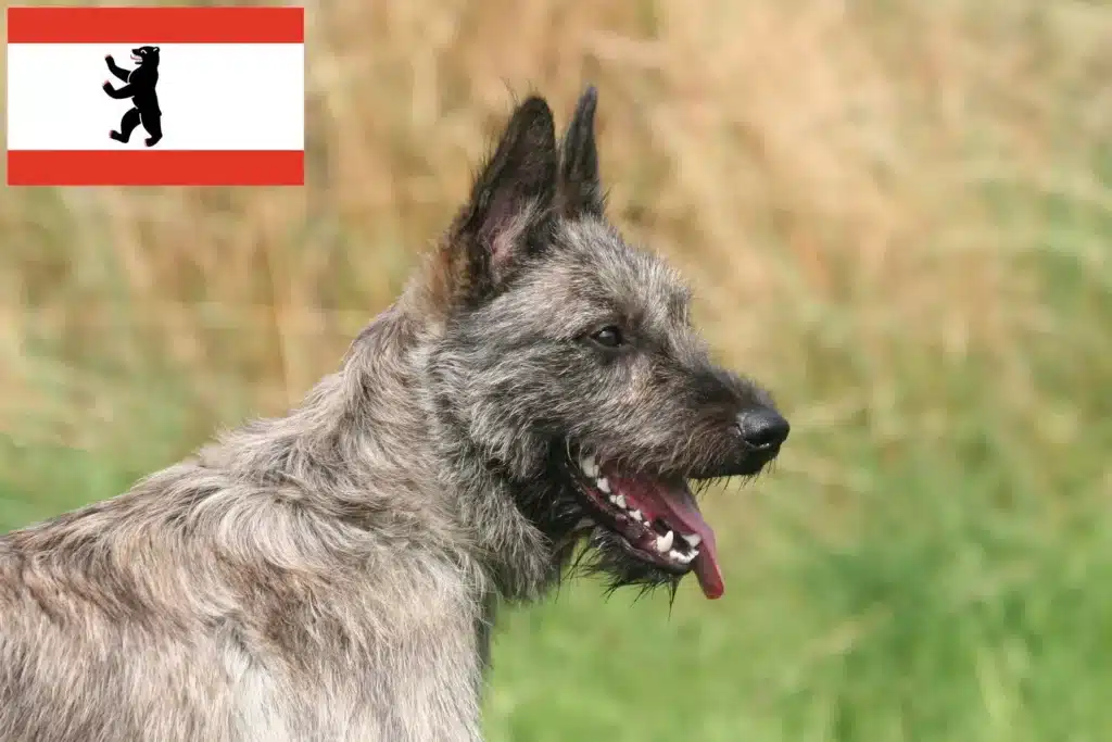 Bouvier des Ardennes Züchter mit Welpen Berlin