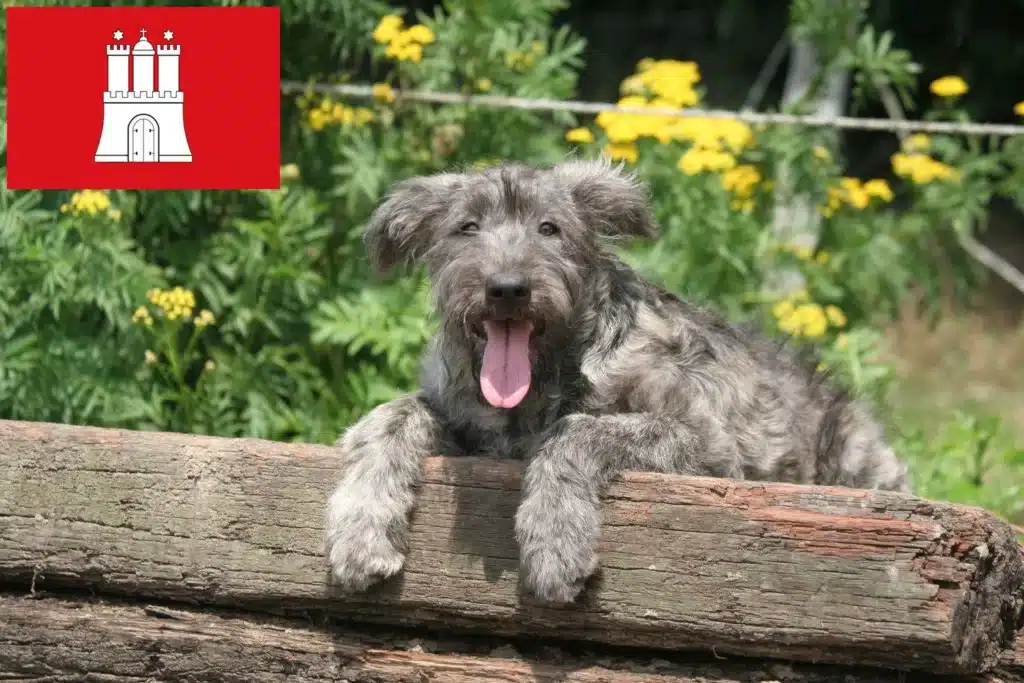 Bouvier des Ardennes Züchter mit Welpen Hamburg