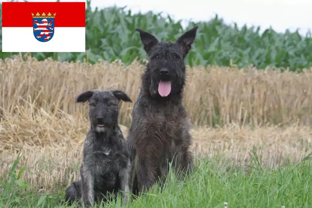 Bouvier des Ardennes Züchter mit Welpen Hessen