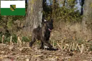 Mehr über den Artikel erfahren Bouvier des Ardennes Züchter und Welpen in Sachsen