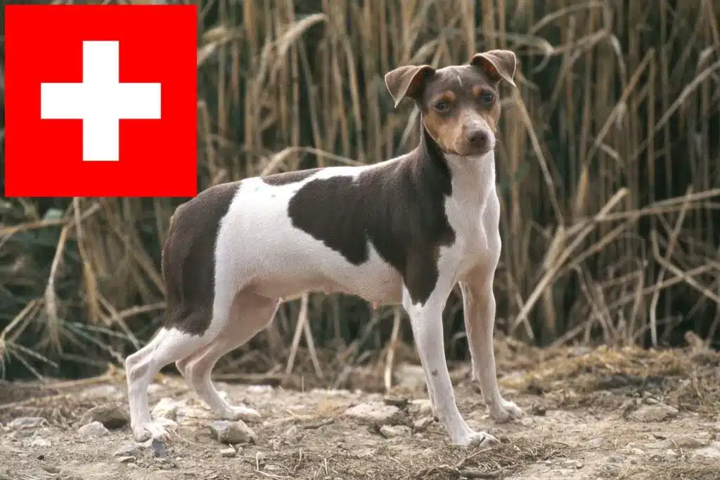 Brasilianischer Terrier Züchter mit Welpen Schweiz