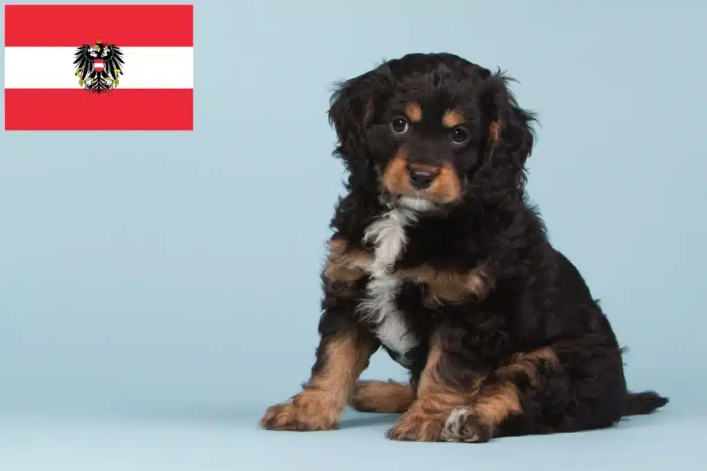 Cavoodle Züchter mit Welpen Österreich