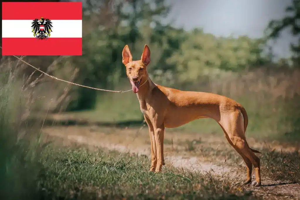 Cirneco dell´ Etna Züchter mit Welpen Österreich