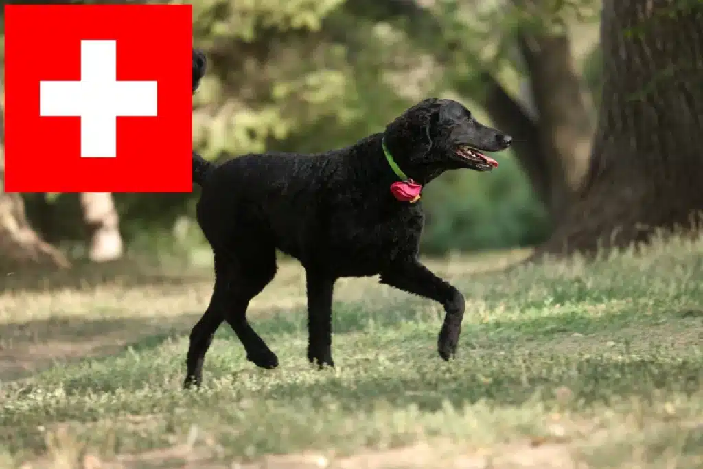 Curly Coated Retriever Züchter mit Welpen Schweiz