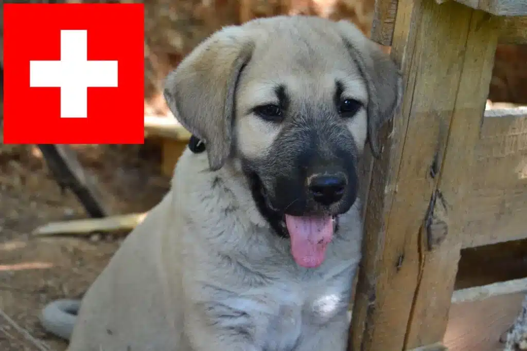 Kangal Züchter mit Welpen Schweiz