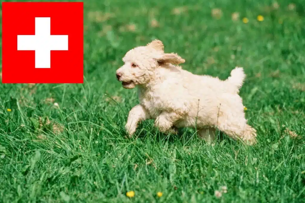 Labradoodle Züchter mit Welpen Schweiz