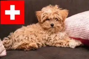 Mehr über den Artikel erfahren Maltipoo Züchter und Welpen in der Schweiz