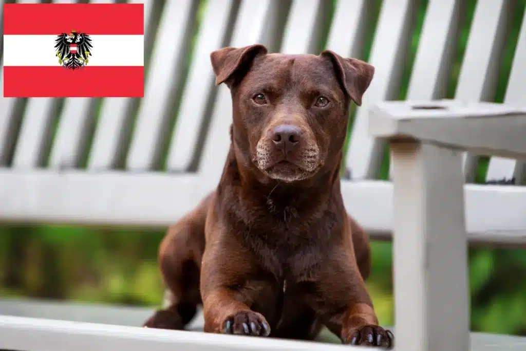 Patterdale Terrier Züchter mit Welpen Österreich