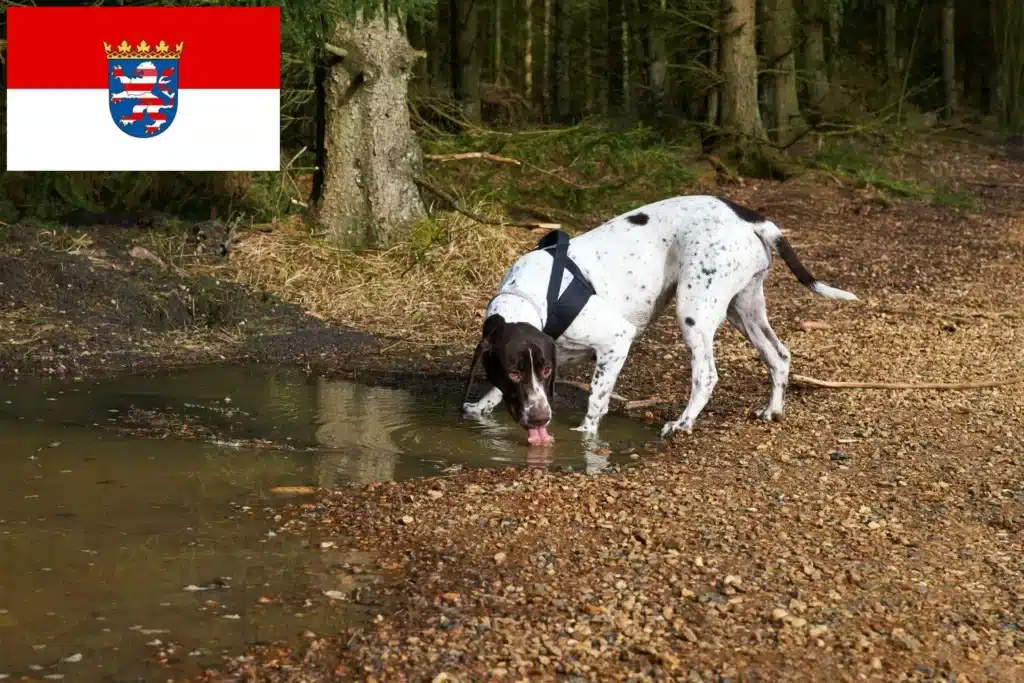 Altdänischer Vorstehhund Züchter mit Welpen Hessen