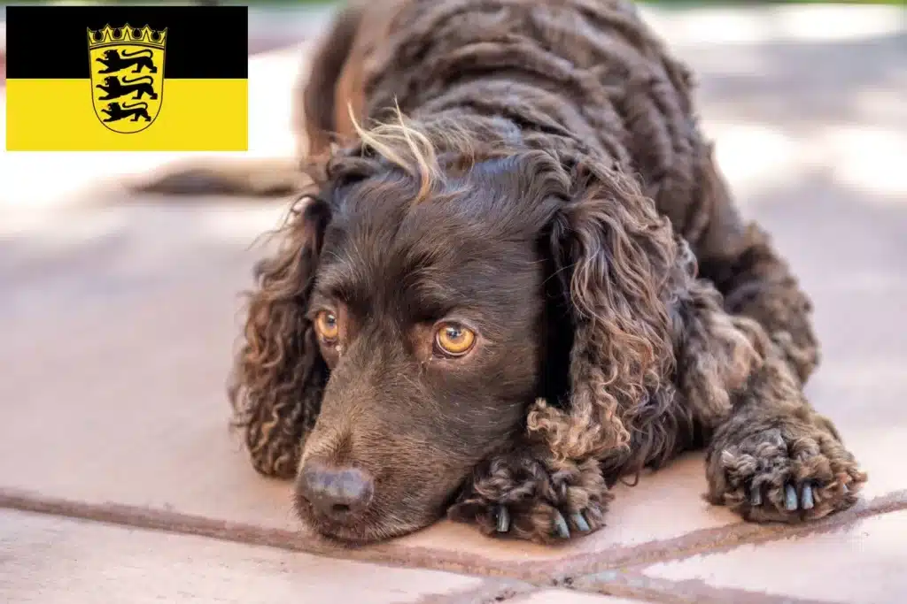 American Water Spaniel Züchter mit Welpen Baden-Württemberg