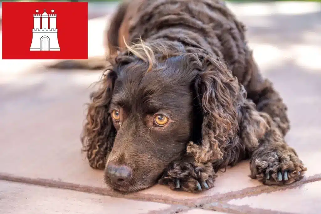 American Water Spaniel Züchter mit Welpen Hamburg