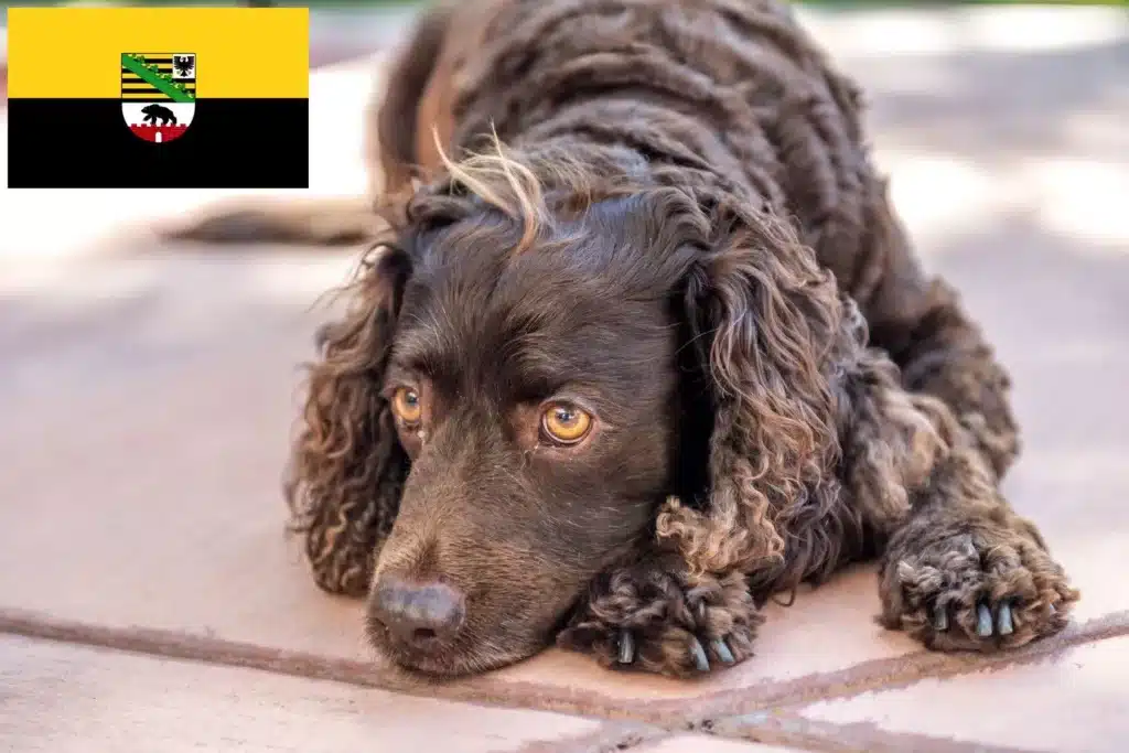 American Water Spaniel Züchter mit Welpen Sachsen-Anhalt