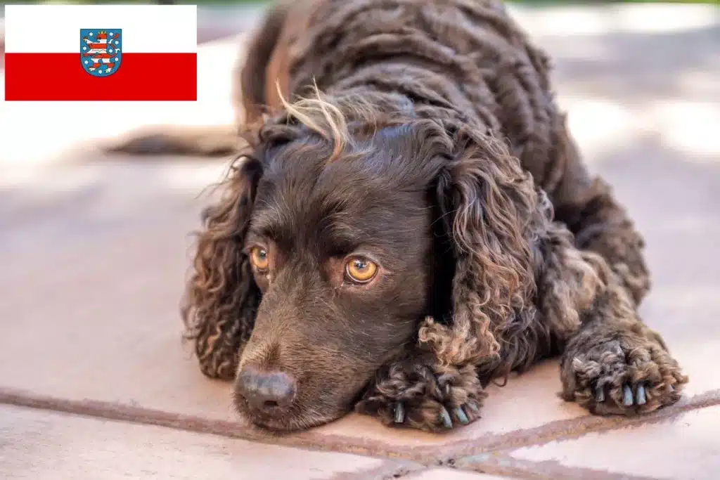 American Water Spaniel Züchter mit Welpen Thüringen